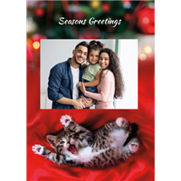 Foldable Holiday Cards - Playful Kitty