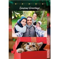 Foldable Holiday Cards - Kitten
